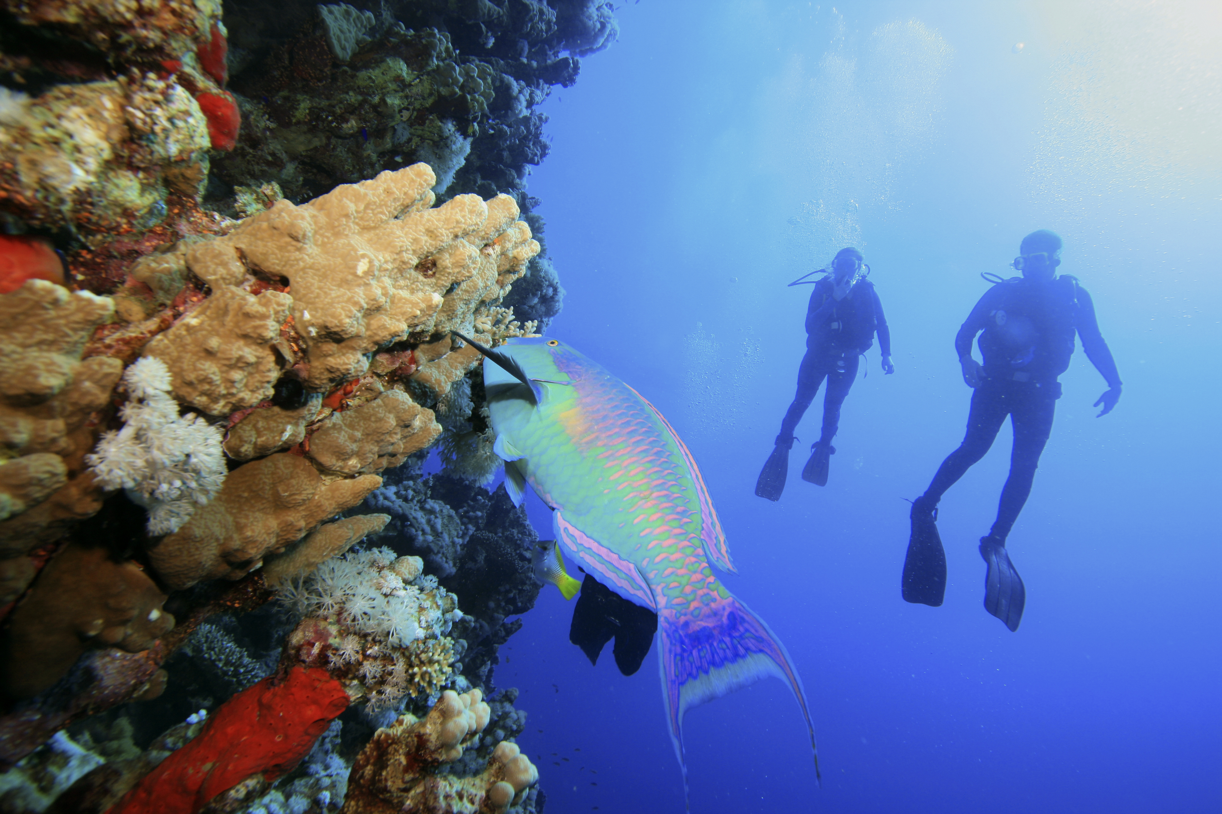 Several divers enjoy practicing their skills at the Dominica Dive Fest 