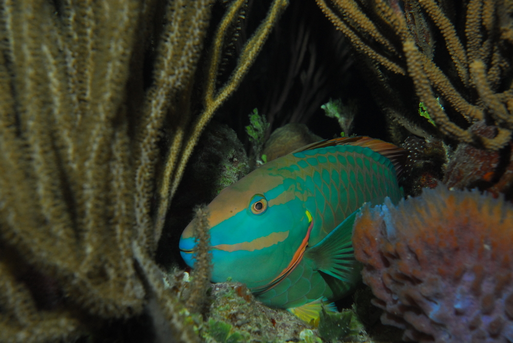 Colorful parrotfish at Pelican&#039;s Point dive site in Cayos Cochinos, Honduras seeks the shelter that whip and other corals provide