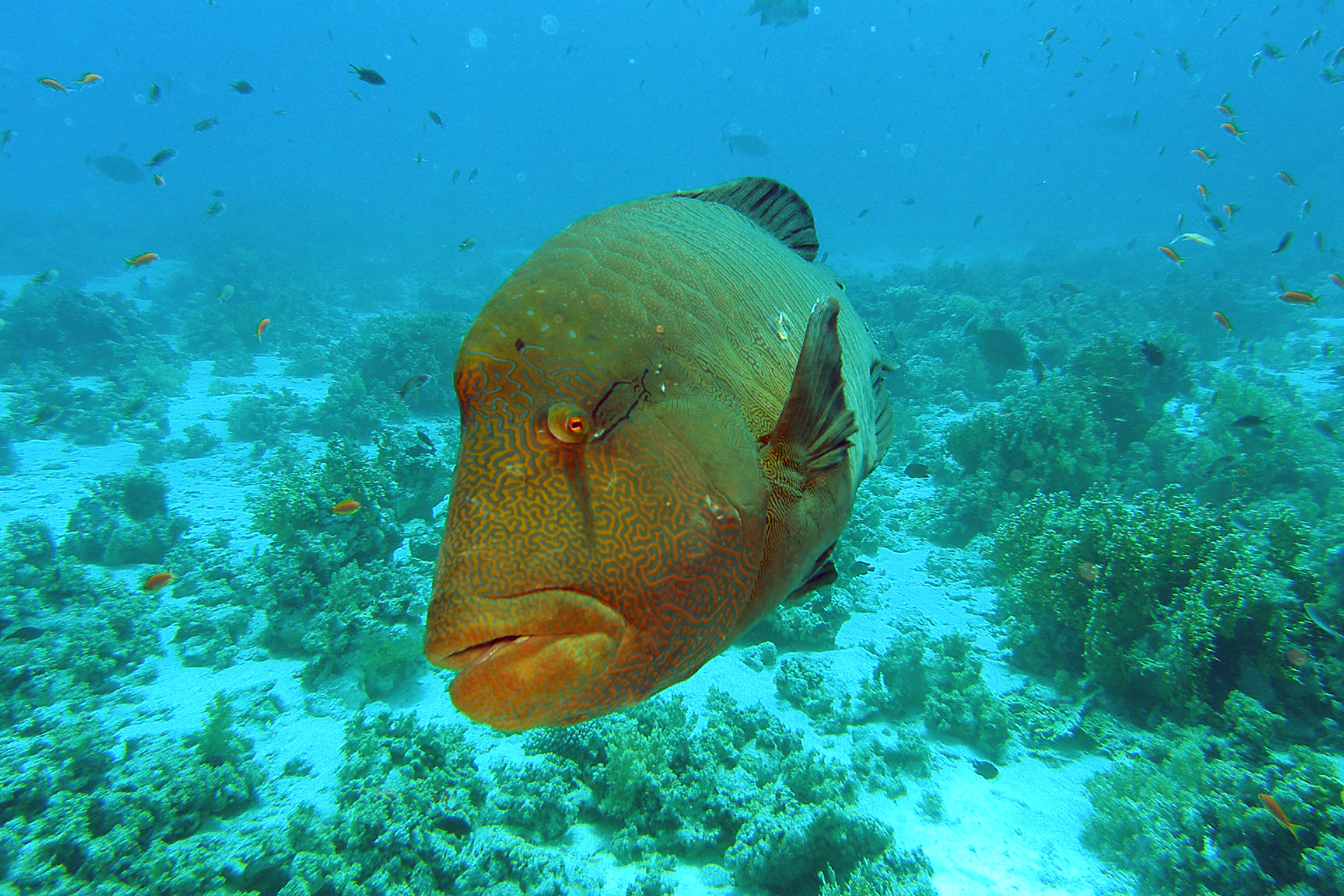 napoleon fish swimming over coral reef on pamilican island in the philippines