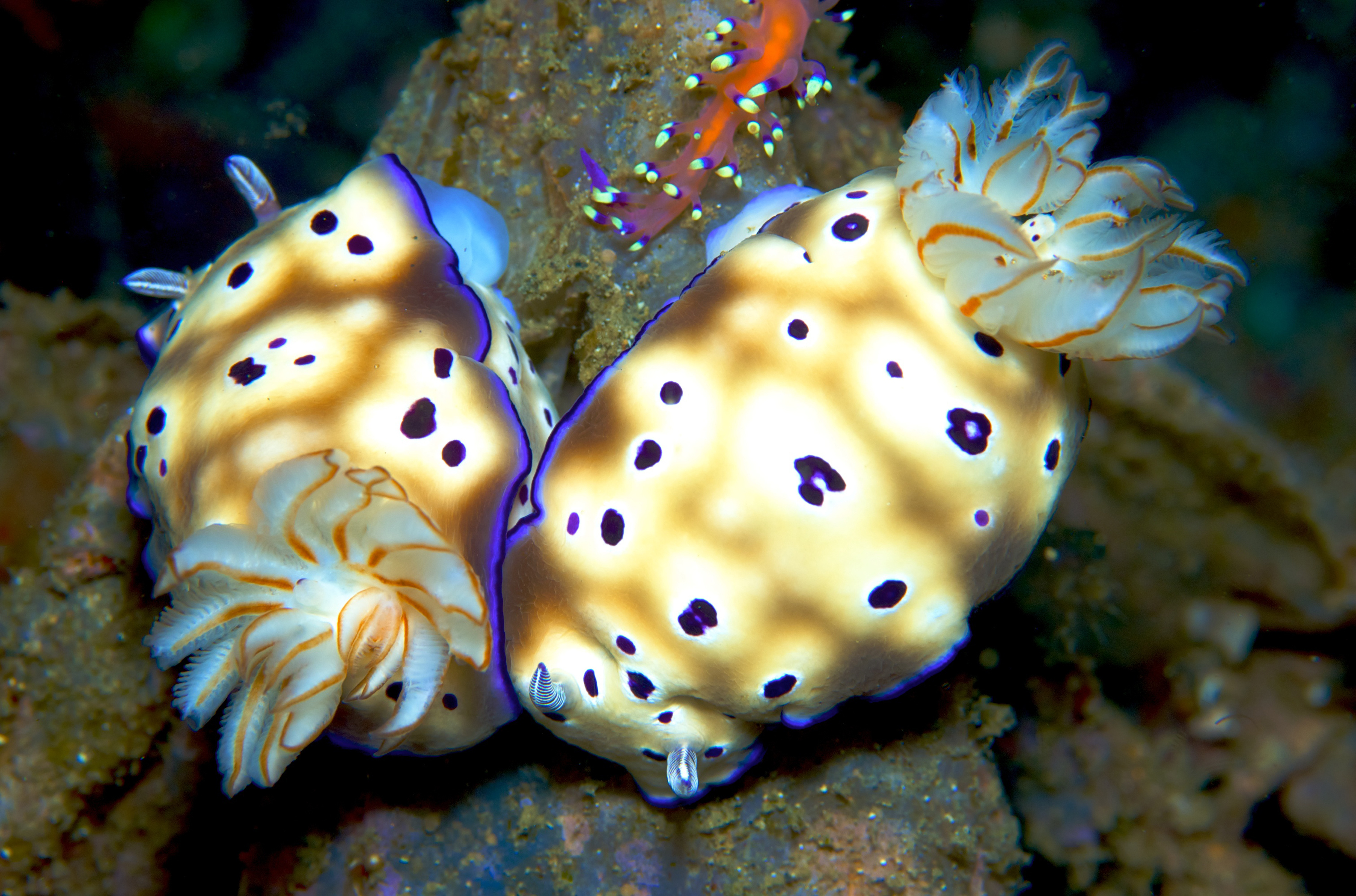 Brightly colored white, gold, and purple nudibranchs enjoy eachother&#039;s company as they rest along the coral