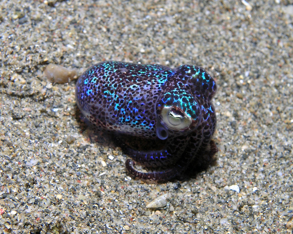 Bobtail squid or euprymna berryi from East Timor puts on a colorful show for divers