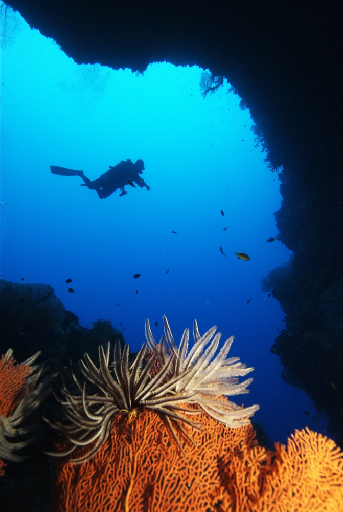 Diver explores Bloody Bay Wall in Little Cayman&#039;s Bloody Bay Marine Park where bright orange gorgonians and other colorful corals pepper the walls here