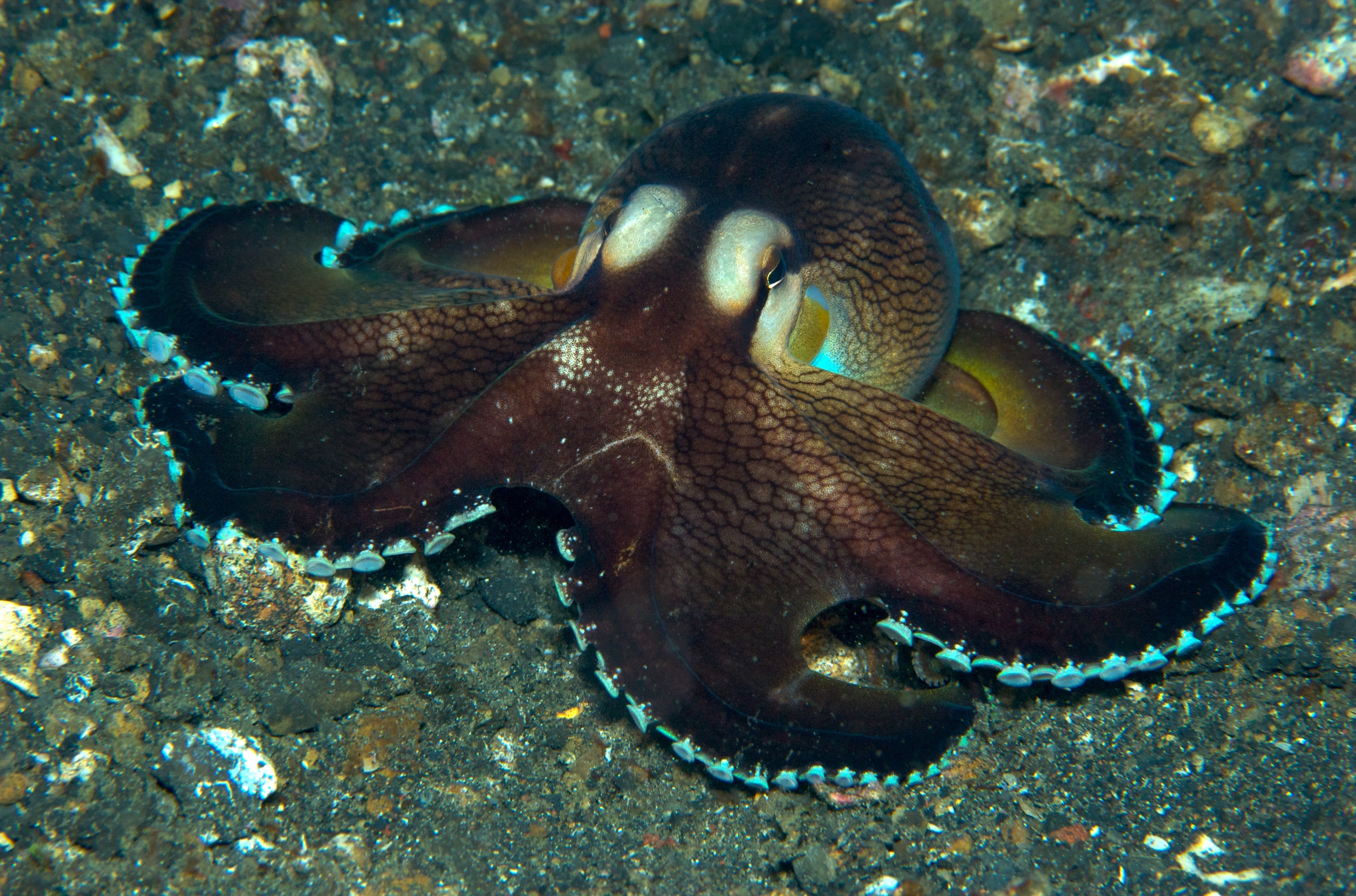 Есть ли осьминоги в черном. Amphioctopus marginatus. Осьминог. Гигантский осьминог. Черный осьминог.