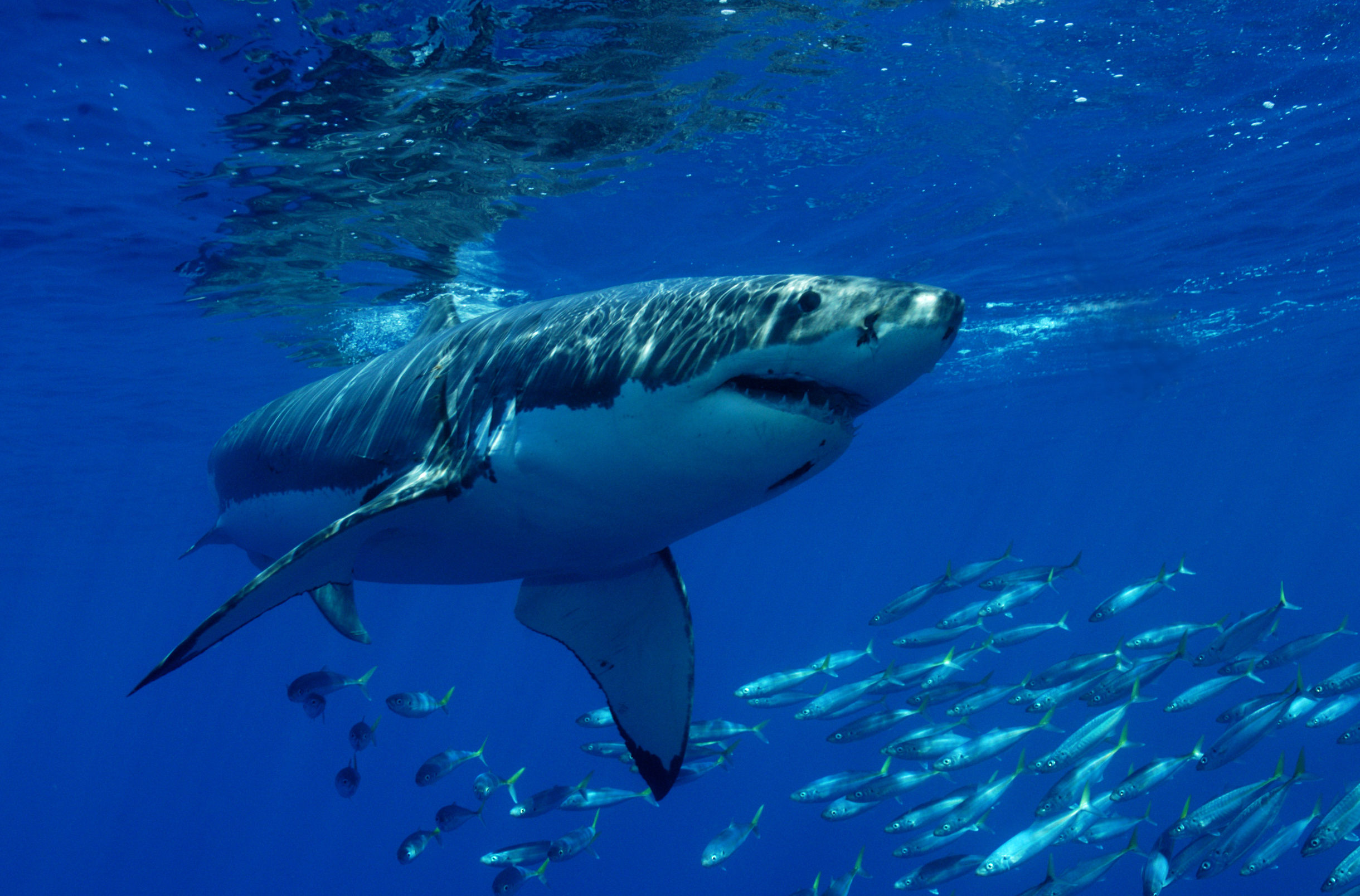 Great white shark in Western Australia swims in shallow waters close to popular beaches and surfing spots