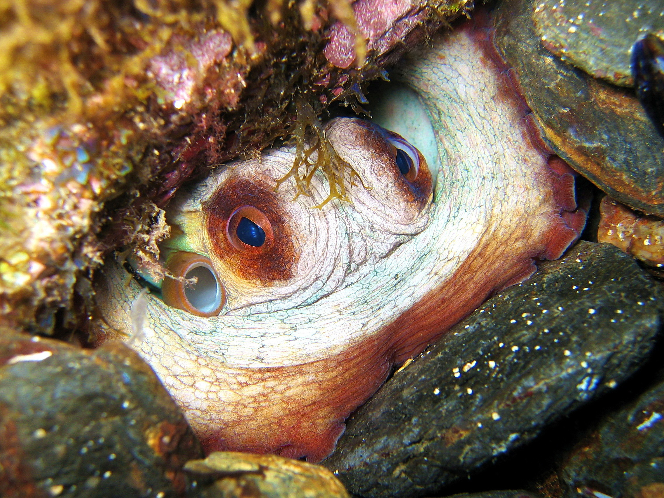 Octopus camouflages itself between a rock and colored coral structures