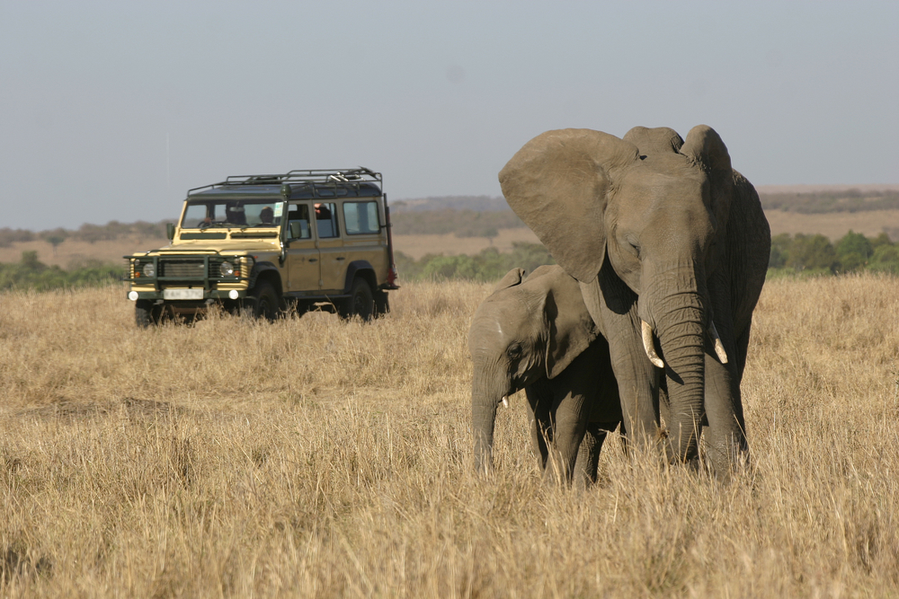 Group of divers partake in wildlife safari in which they encounter elephants and more in the open fields