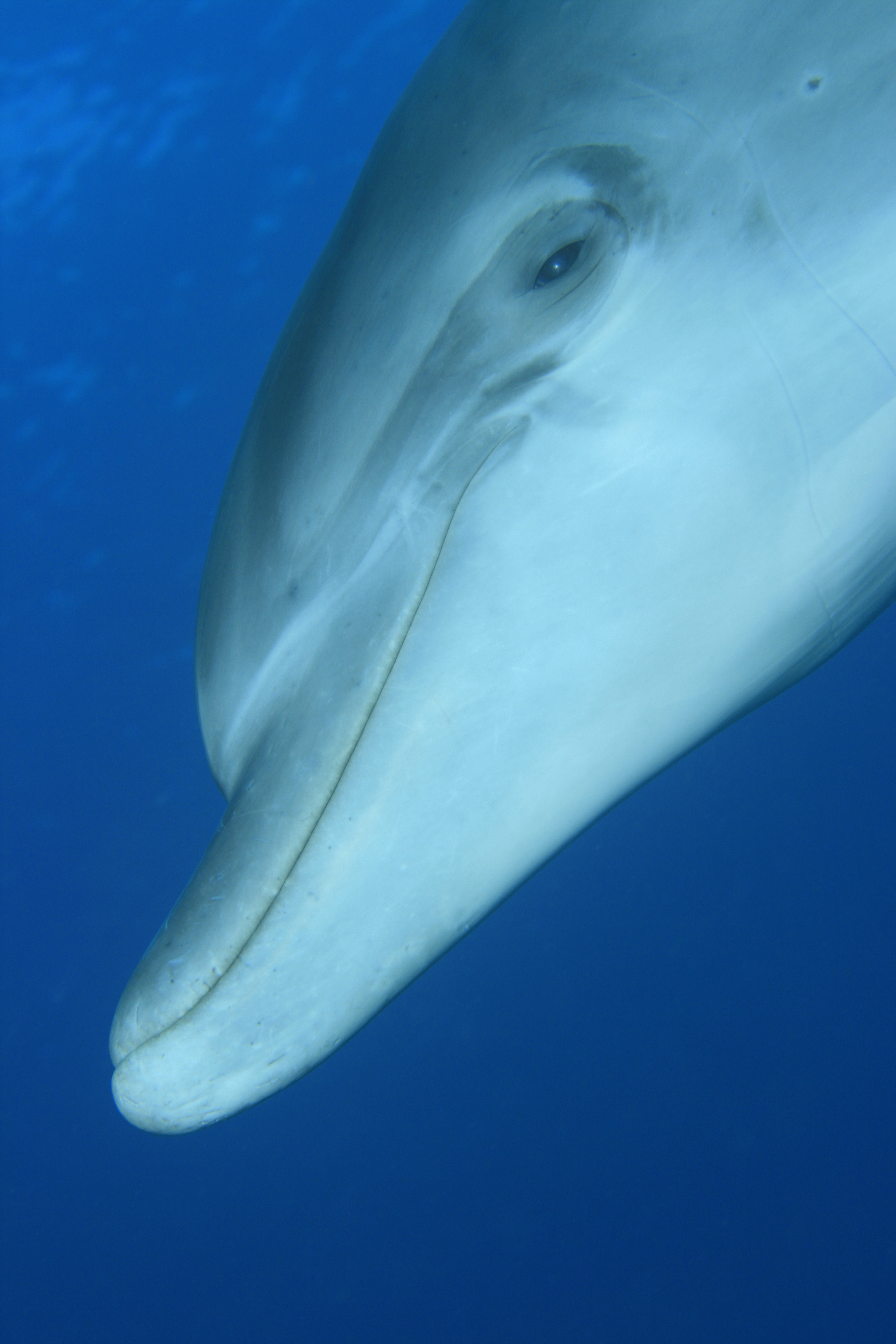 amazonian pink river dolphin have long, curved beaks compared to those of the bottlenose dolphin