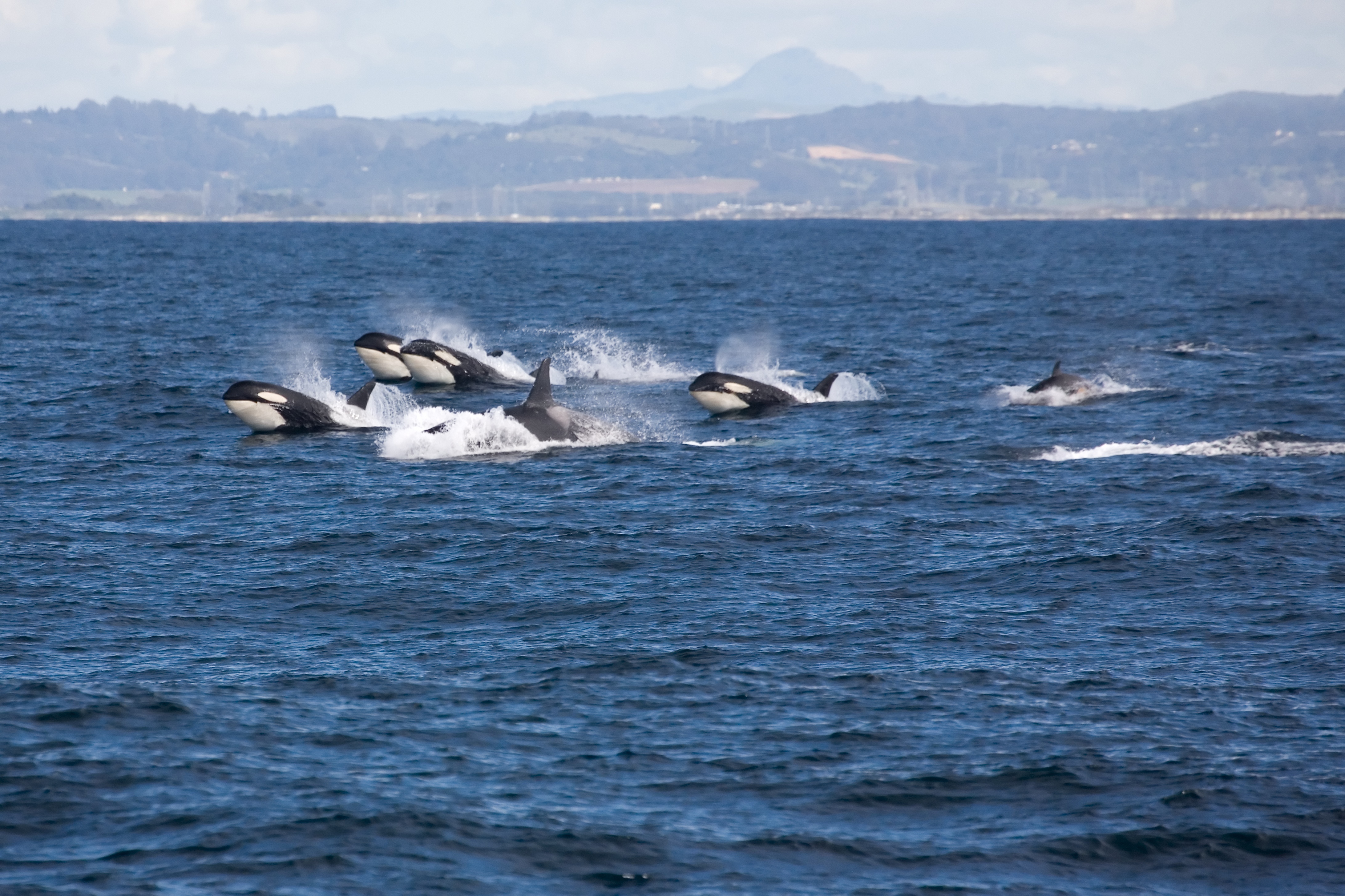 pod of killer whales swimming about in search of fun and food 