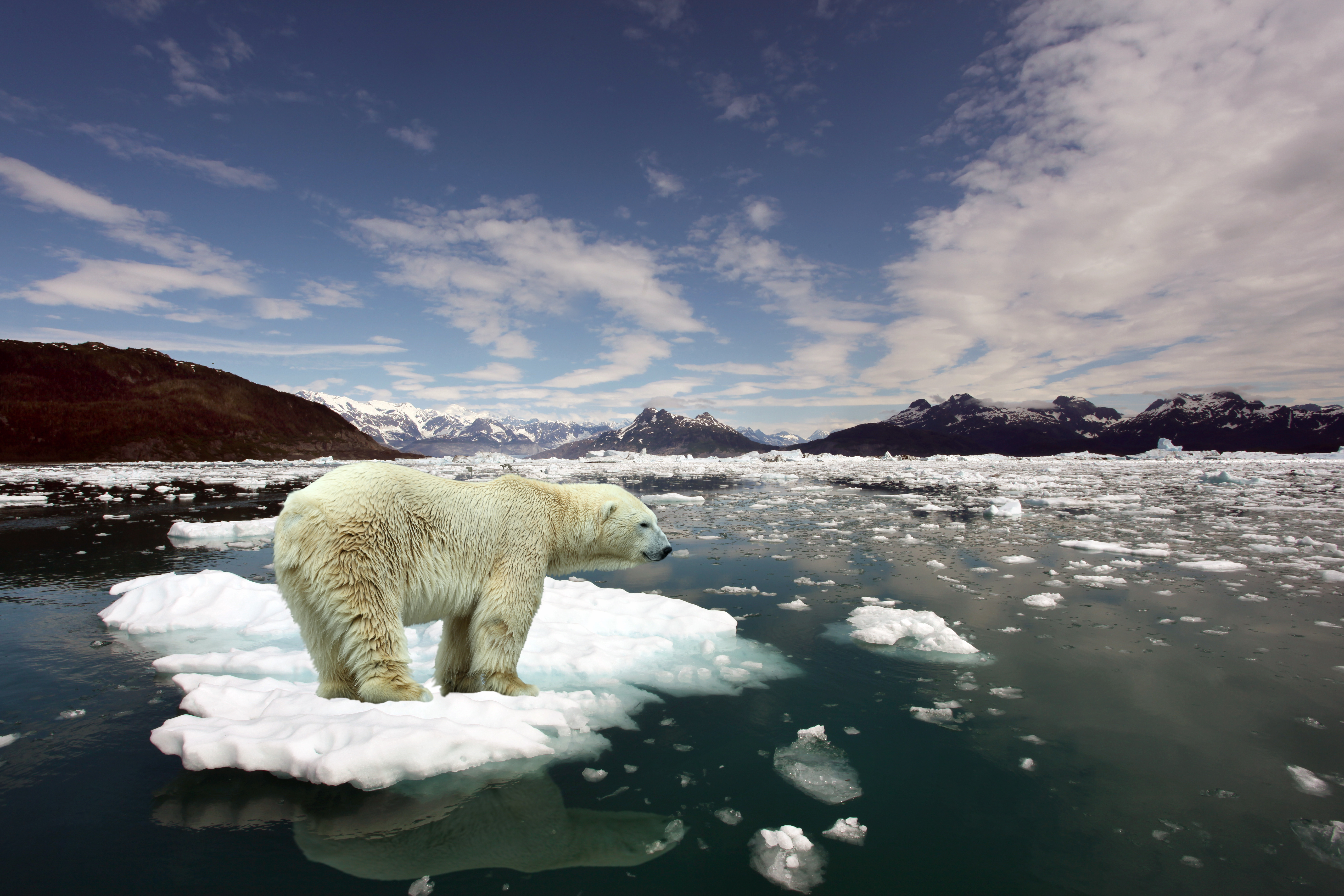 polar bear stands on large block of ice as he looks at the water in search of food