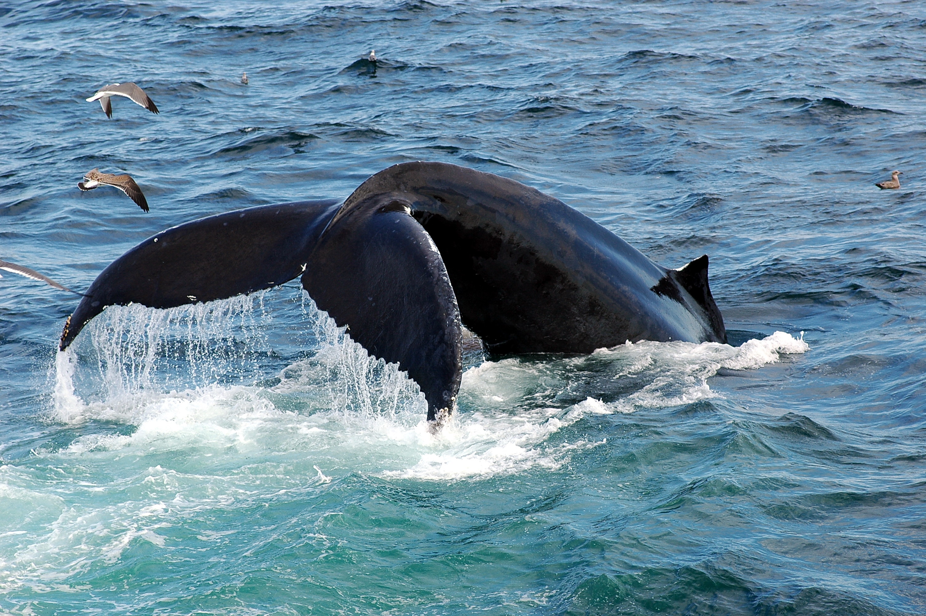 humback whale visiting bermuda&#039;s marine mamal sanctuary while birds fly around