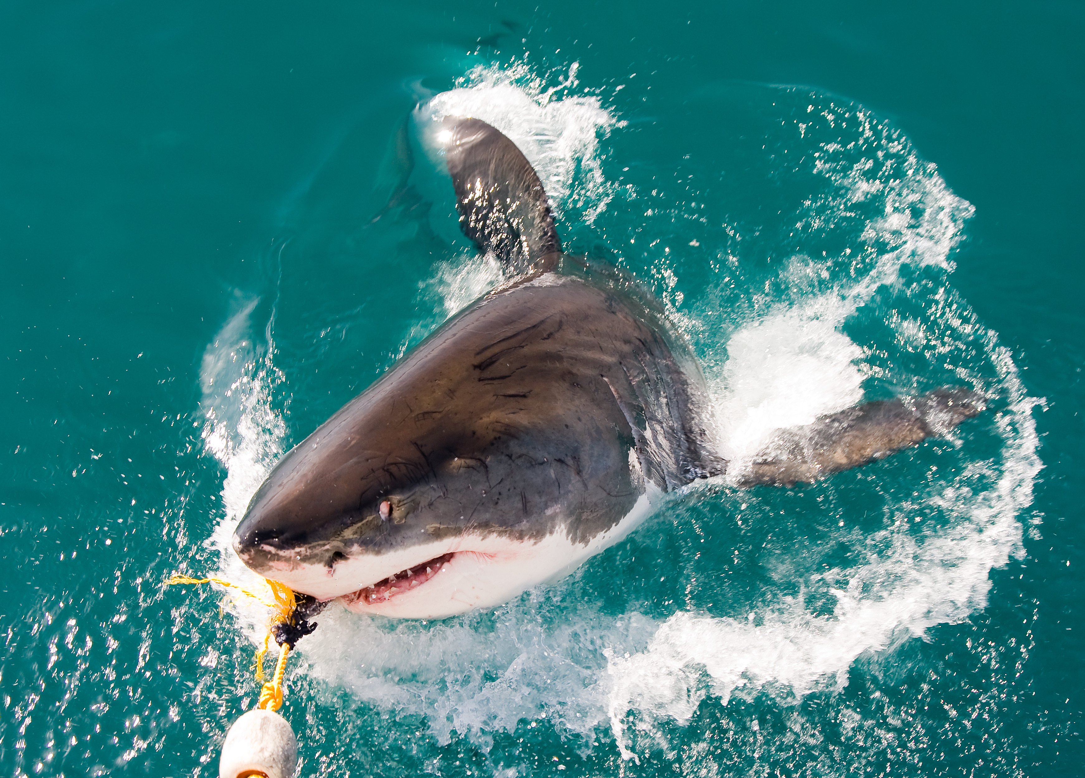 Great white shark attacking bait