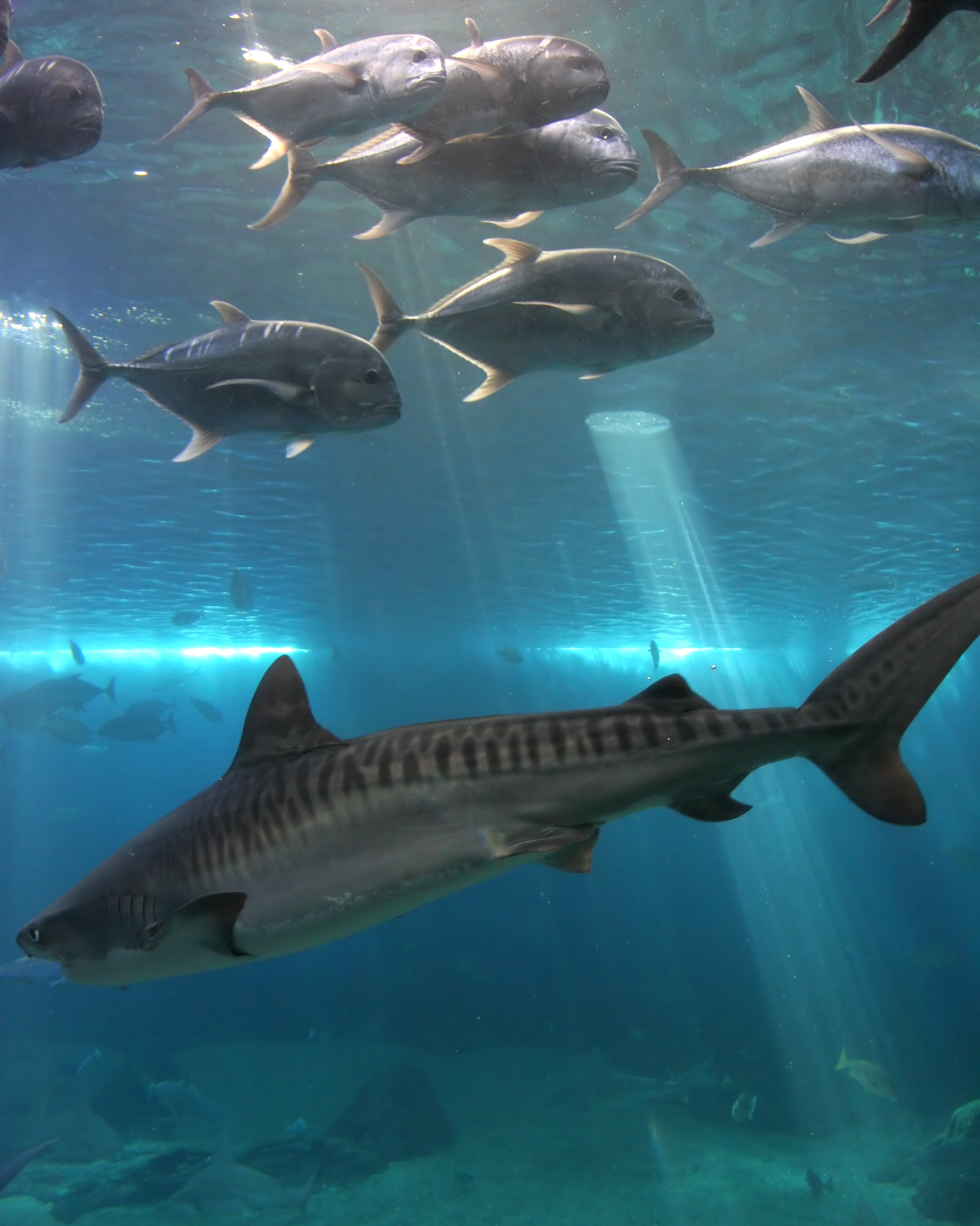 group of bluefin tuna swim with tiger shark