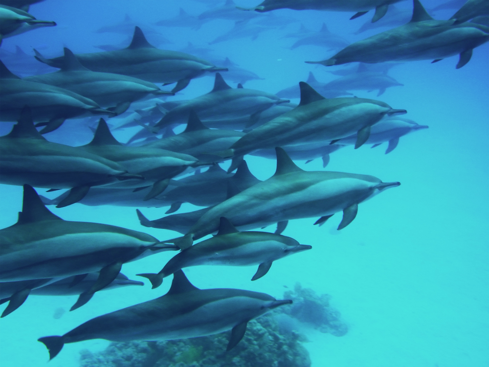 Dolphin Pod swimming in search of fun