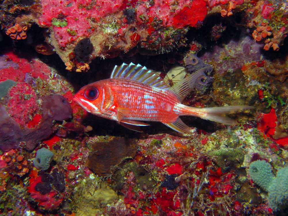 Baby red snapper wandering around coral reef in search of food and fun while trying to avoid capture