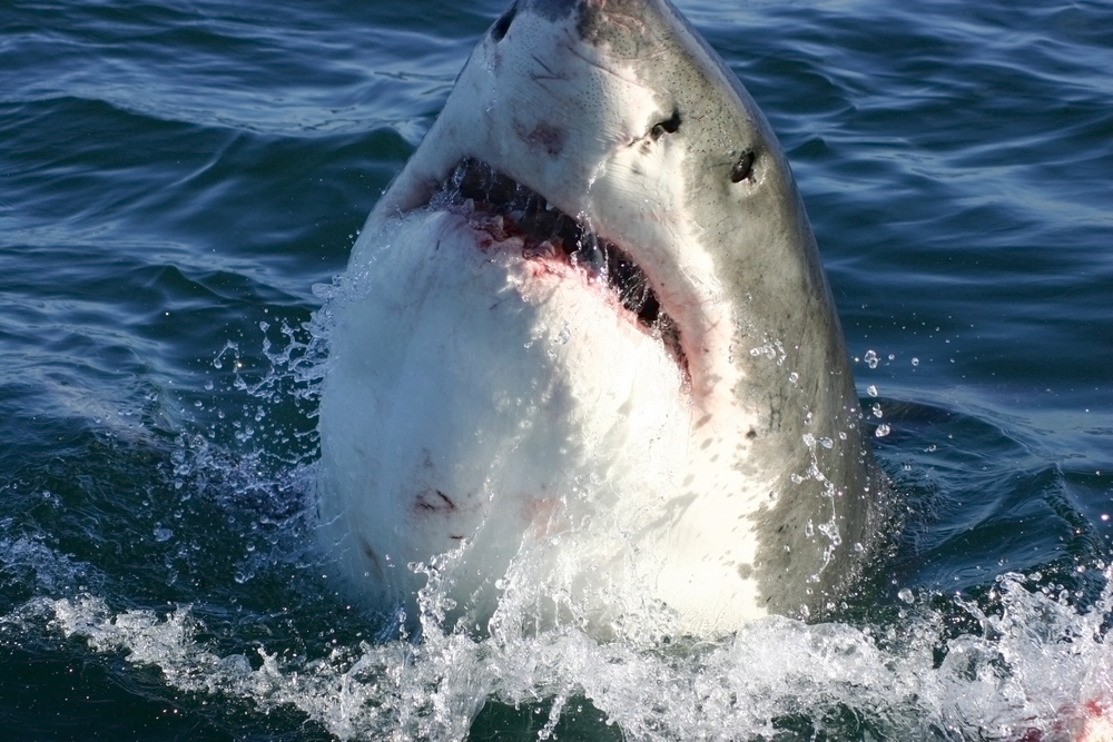 great white shark expelling itself out of water searching for prey