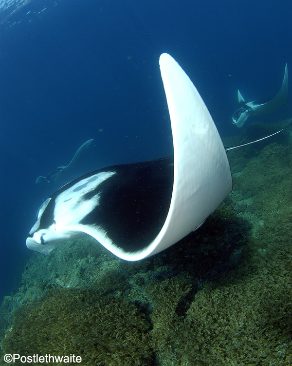 Manta