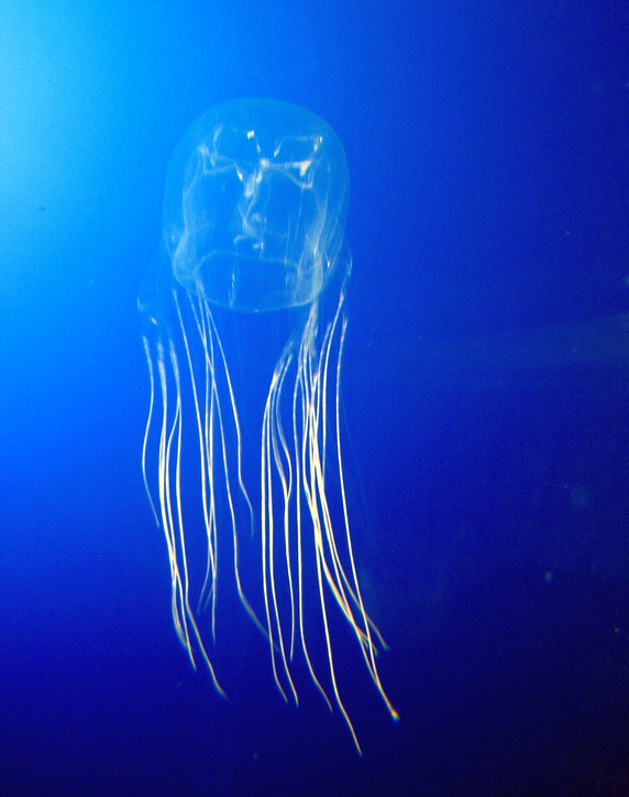 The box jellyfish with its clear box-shaped body and long tentacles swimming in the ocean; keep a safe distance as box jellyfish can be deadly to humans
