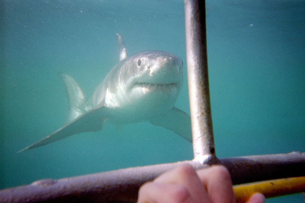 Close up of great white shark as it approaches a shark cage on Dyer Island, South Africa