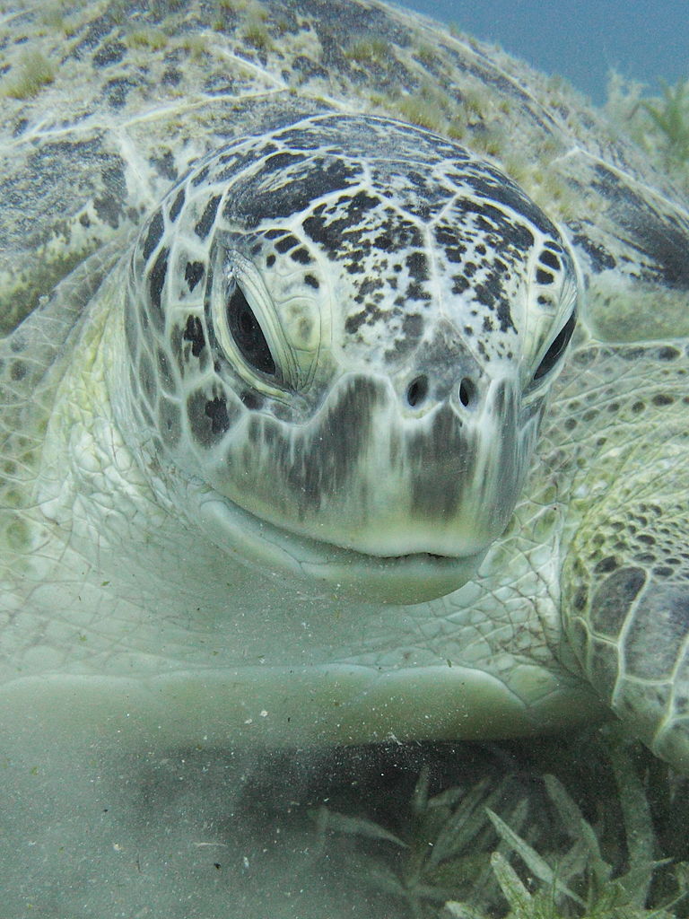 A green sea turtle makes its way about the seagrass in the waters of Marsa Alam, Egypt