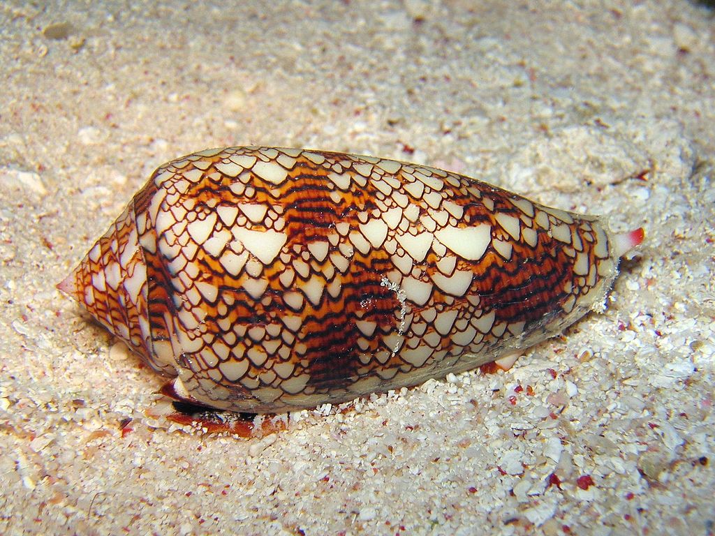 A textile cone snail lay on the ocean bottom at Cod Hole on Australia&#039;s Great Barrier Reef and is just one of the many mollusks and other marine creatures affected by ocean acidification