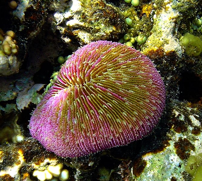 Beautiful pink and gold mushroom coral with its tiny diagonal channels that run parallel to one another