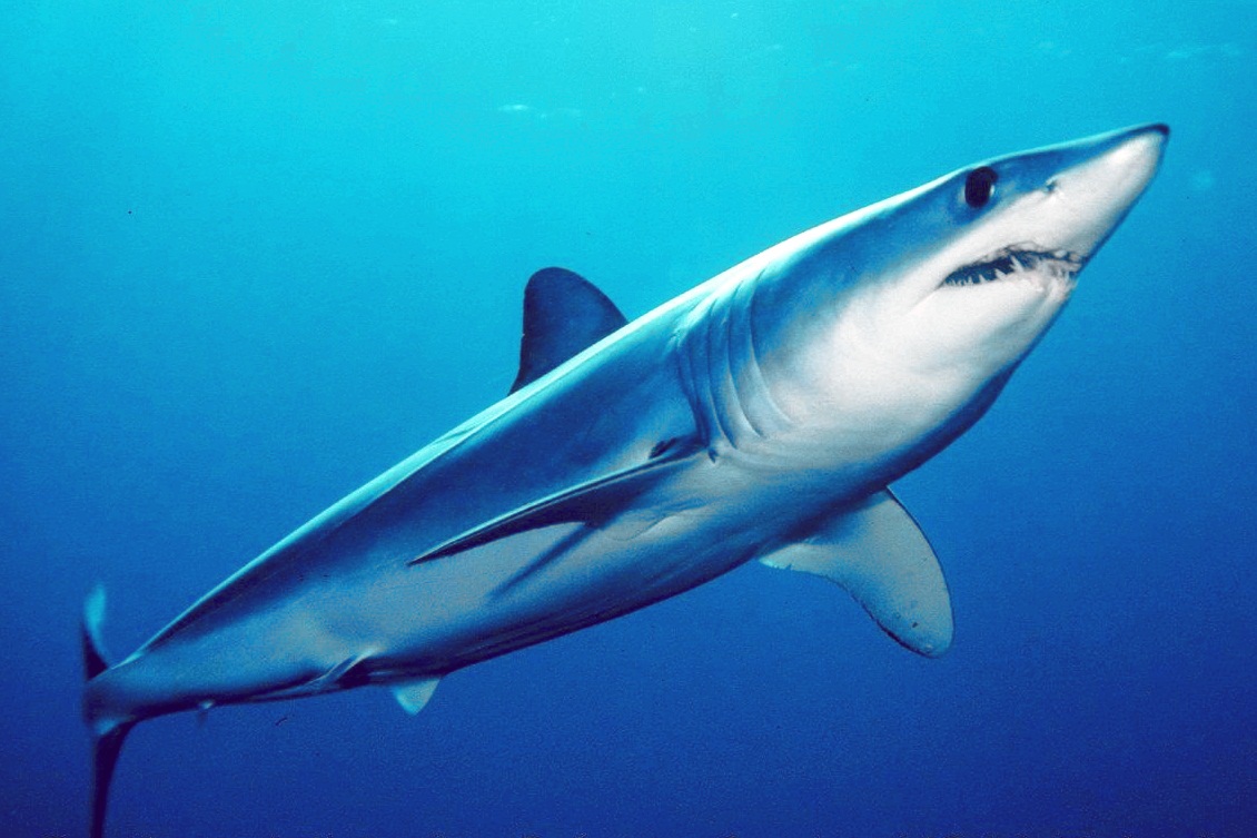 Close up of a shortfin mako shark 