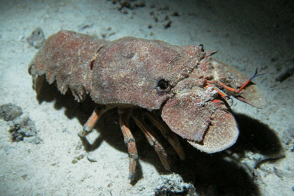 The slipper lobster walking on the sandy ocean bottom with his long antennae