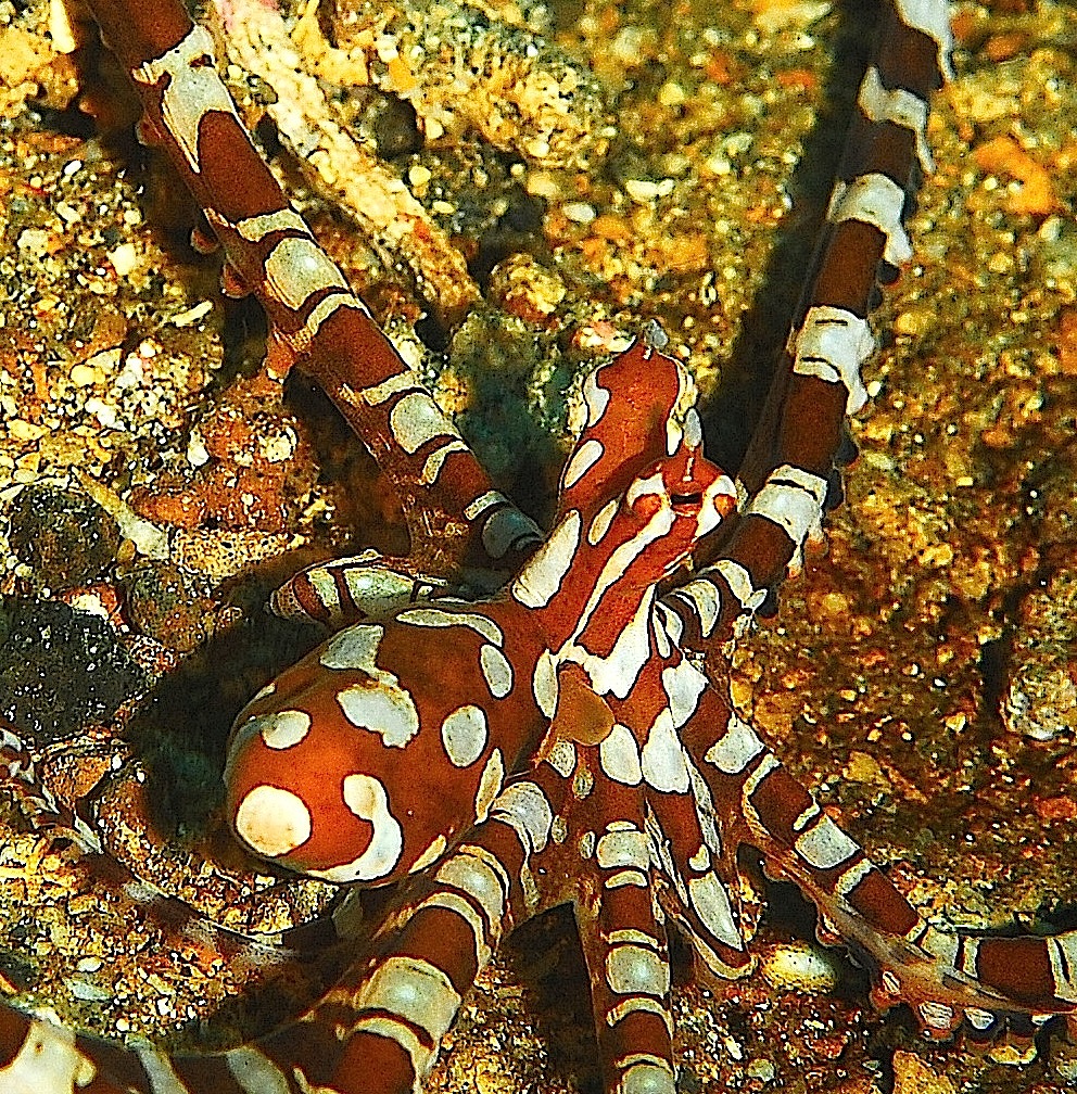 Close up of a wonderpus with is distnctive color patterns