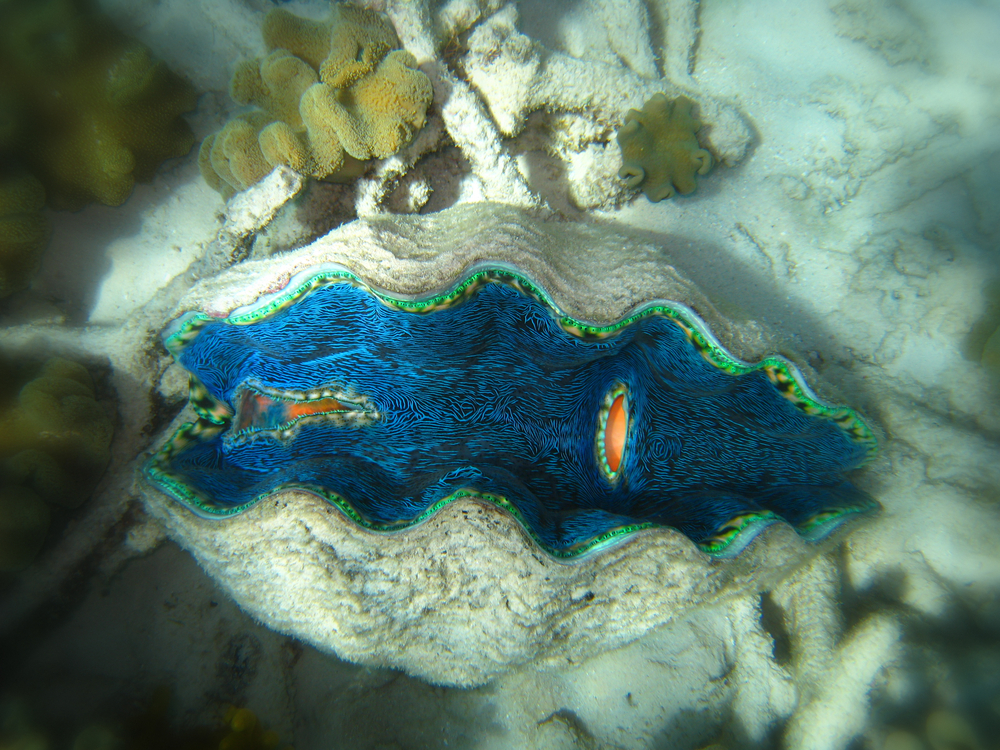 Giant clam slightly opened as it sits in the sandy seabed among other corals