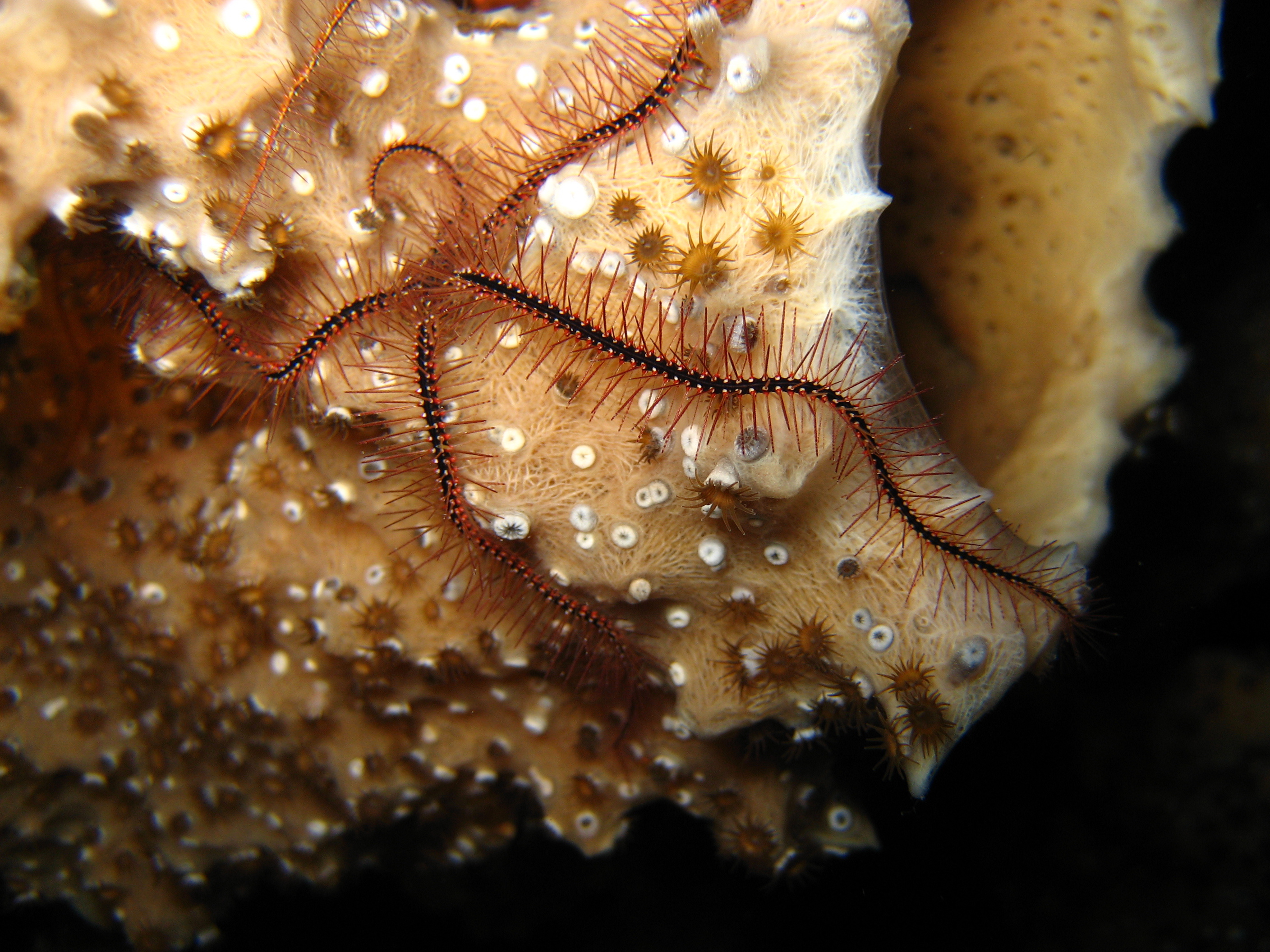 Magnificent brittle star rests on rocky coral structure at night before performing its bioluminescence show