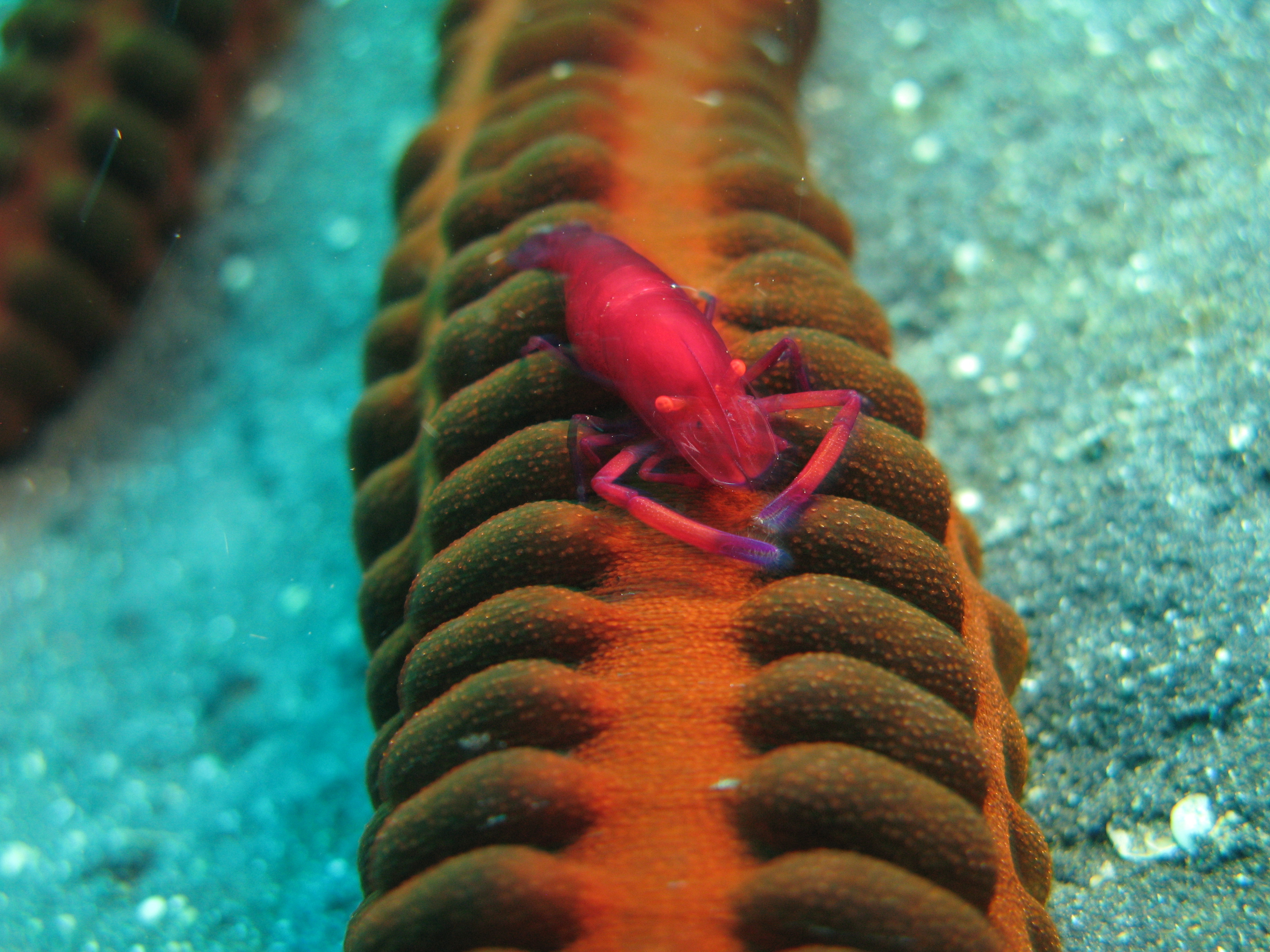 Brightly colored crevette moving about in the waters of Lembeh, Indonesia