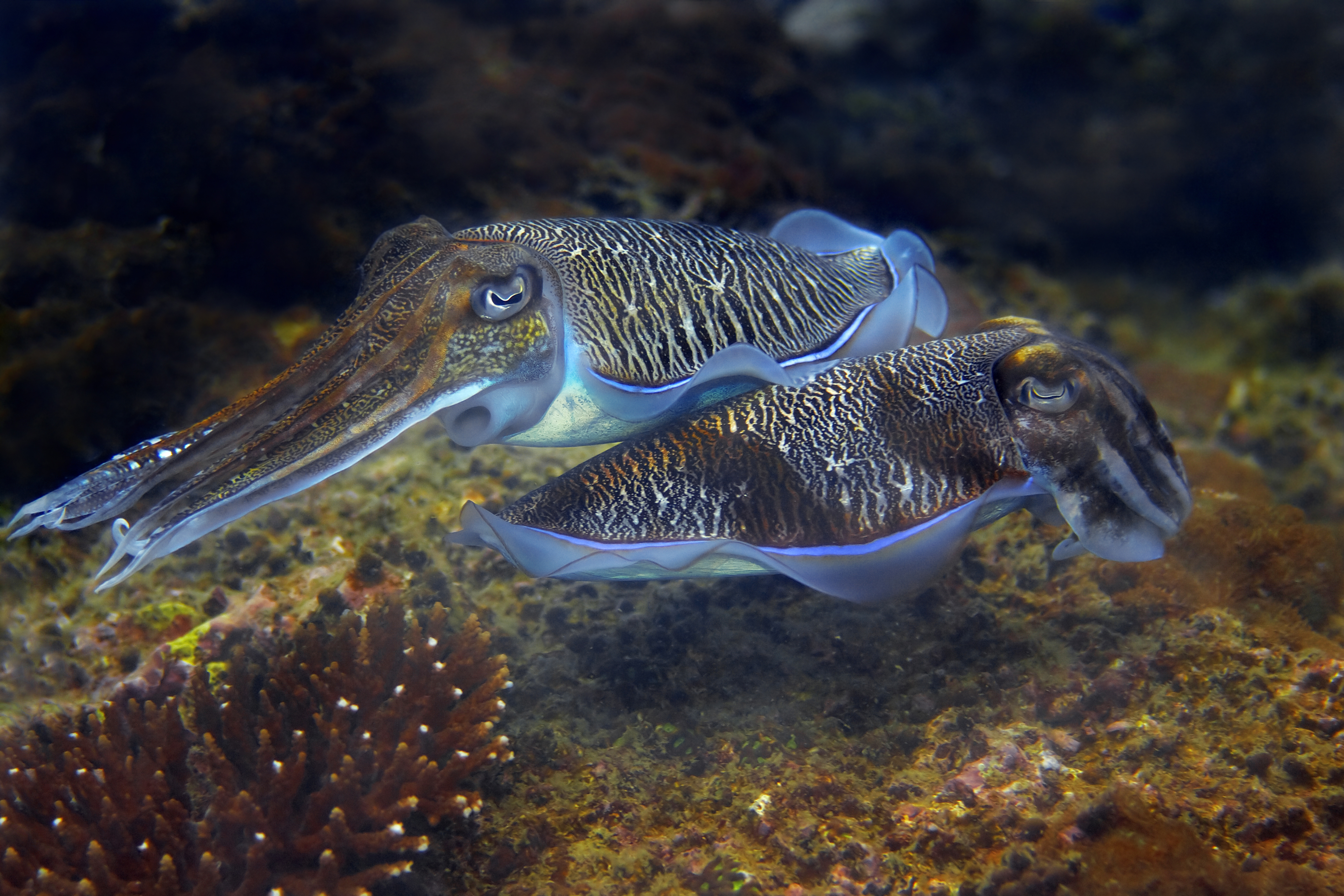 Cuttlefish, often referred to as the chameleon of the sea, changes the color of their skin to communicate and to camouflage themselves; lovely creatures