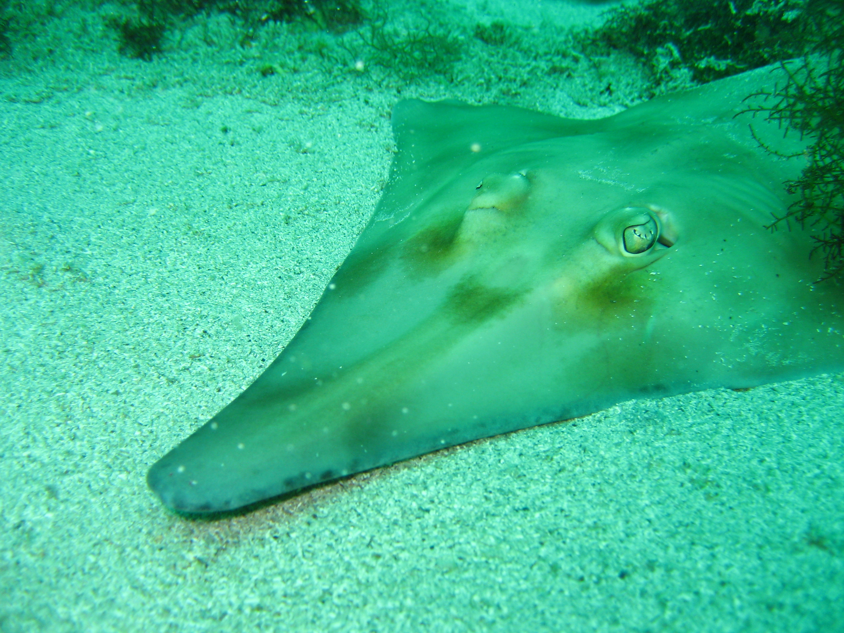 Unusual fish, the guitar fish, often referred to as the violin fish, rests on the sandy bottom as he waits for his next meal to come by