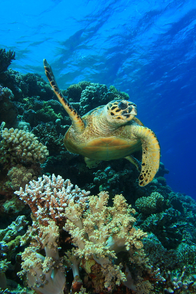 Hawksbill sea turtle captures the attention of divers as it waves hello as they take photographs