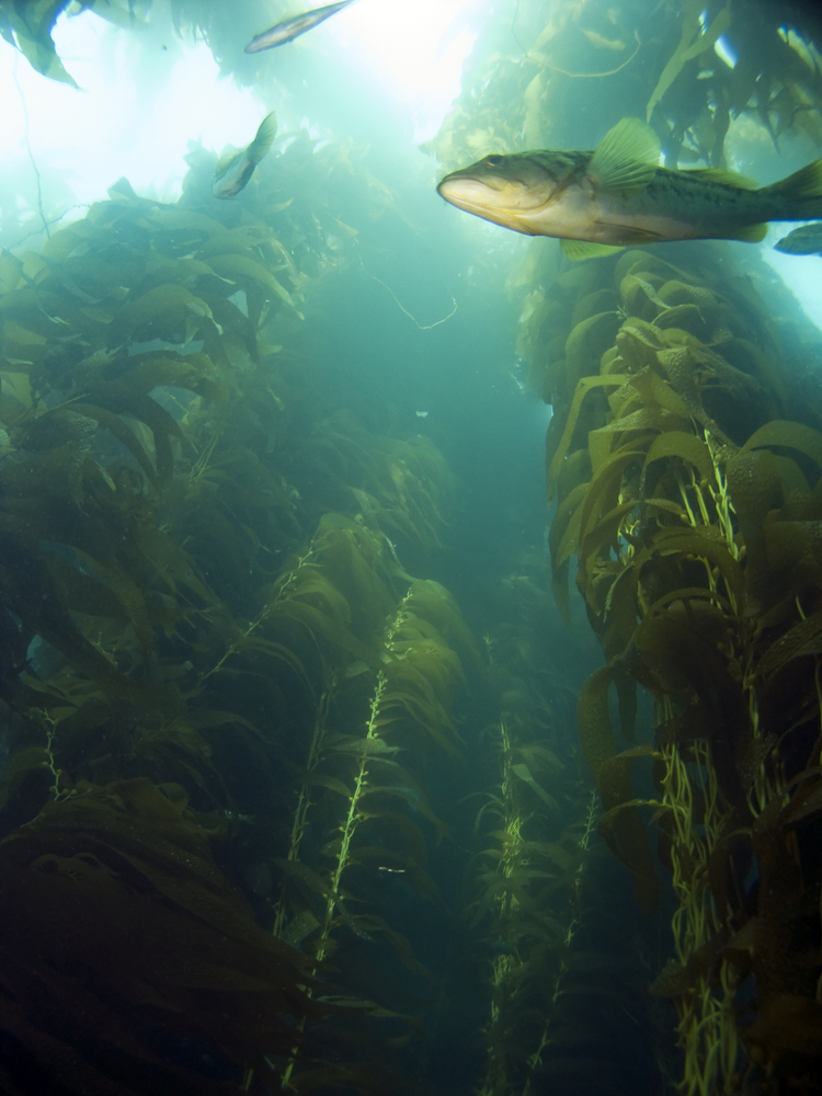 The rays of sunshine brightly luminate the kelp forest making it easy for divers and marine life to move about