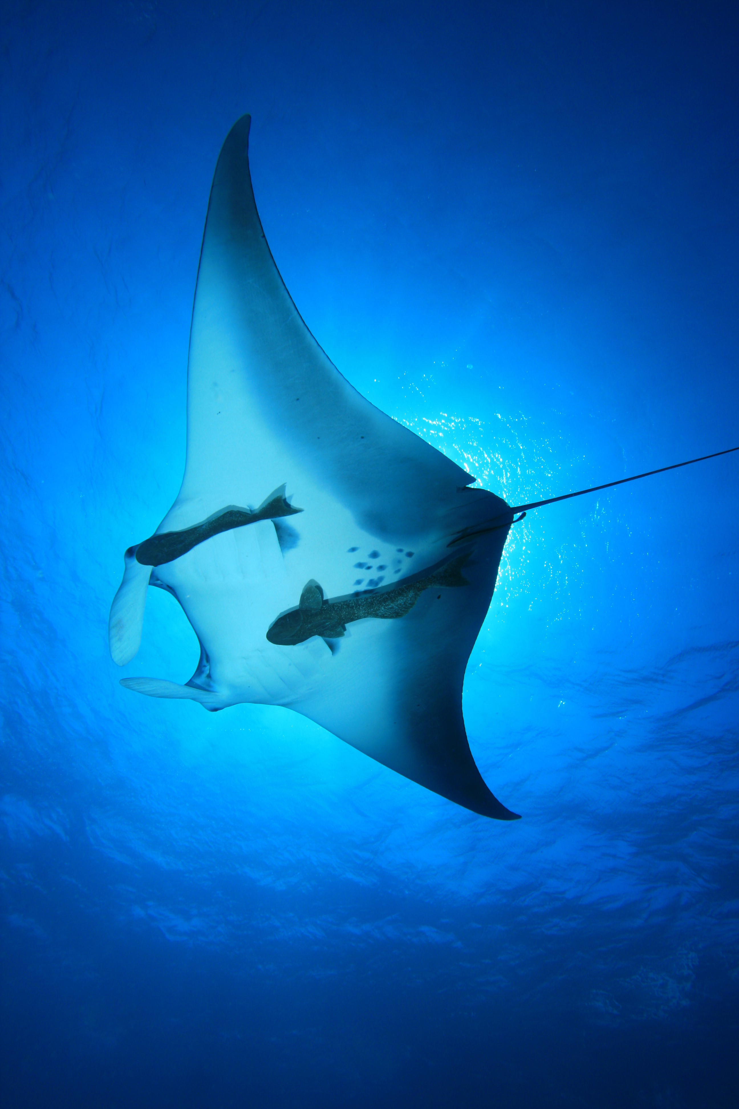 Two remoras catch a ride on a manta ray, removing bacteria and parasites while consuming the leftovers