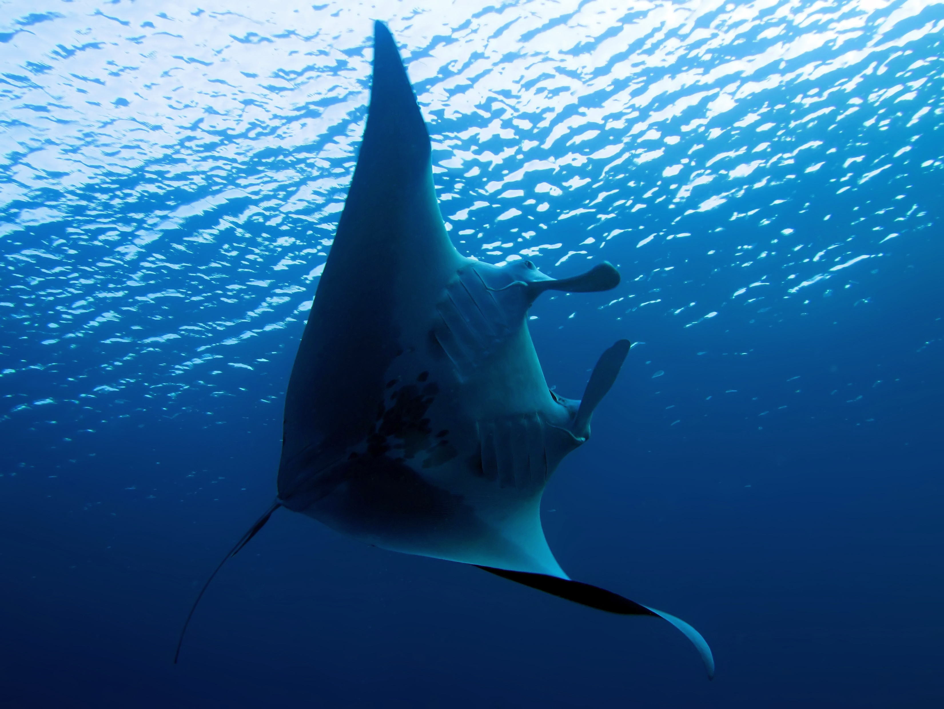 Manta ray swims in the open waters and remains at risk from hunters who wish to capture, kill, and sell them 