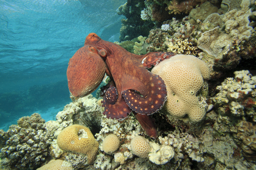 Redish reef octopus rests on various coral structures in the Red Sea