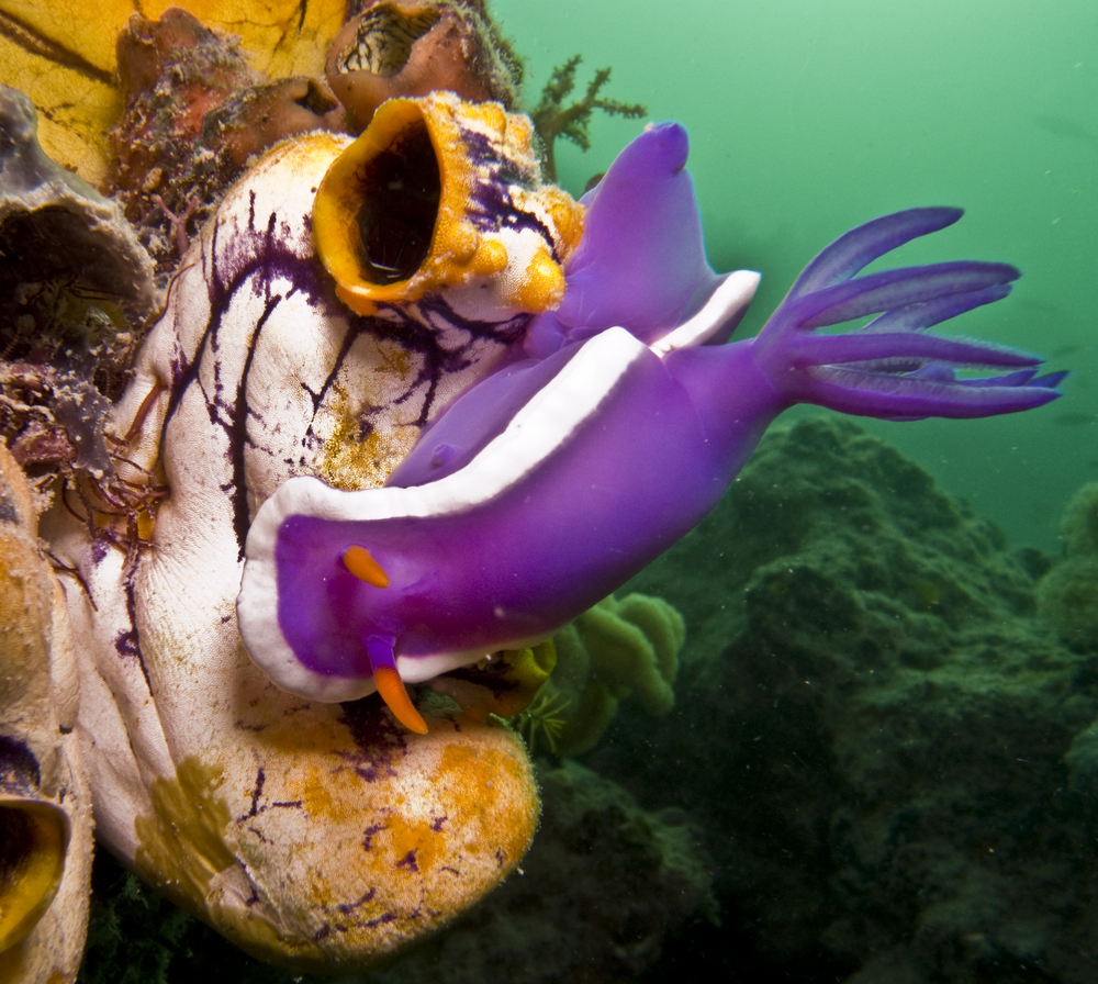 Close up of bright purple nudi taken with the help of a ring flash