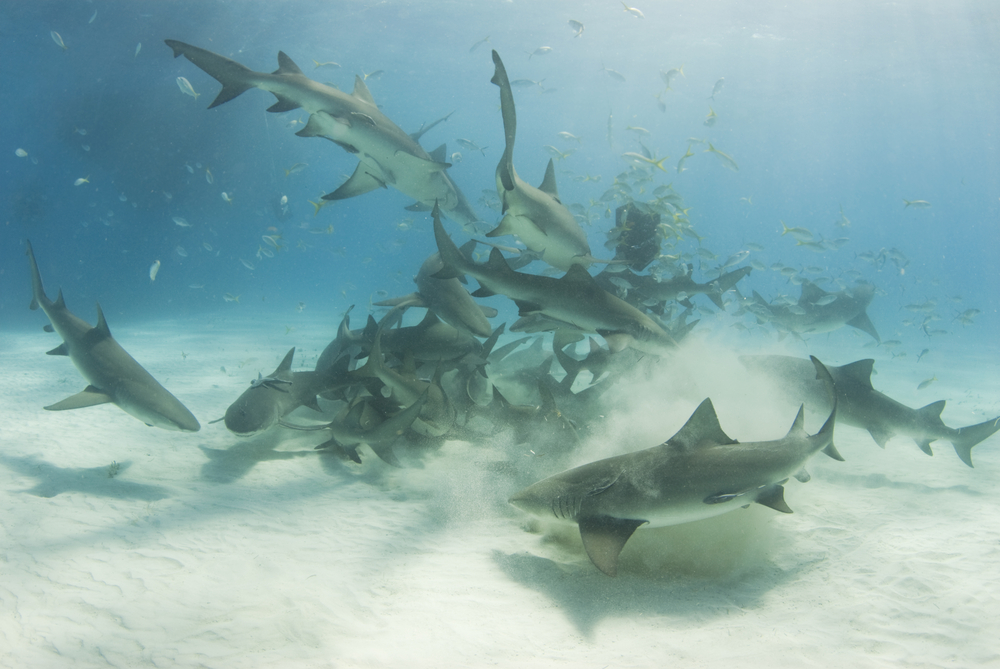 A group of lemon sharks feeding on the sandy bottom in the waters of the Caribbean