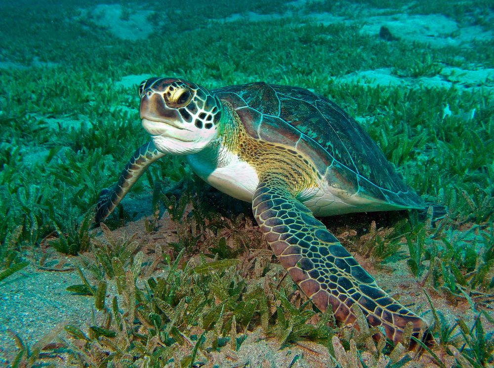 A Sea turtle, known to be omnivores, nibbles on seagrass on the ocean bottom