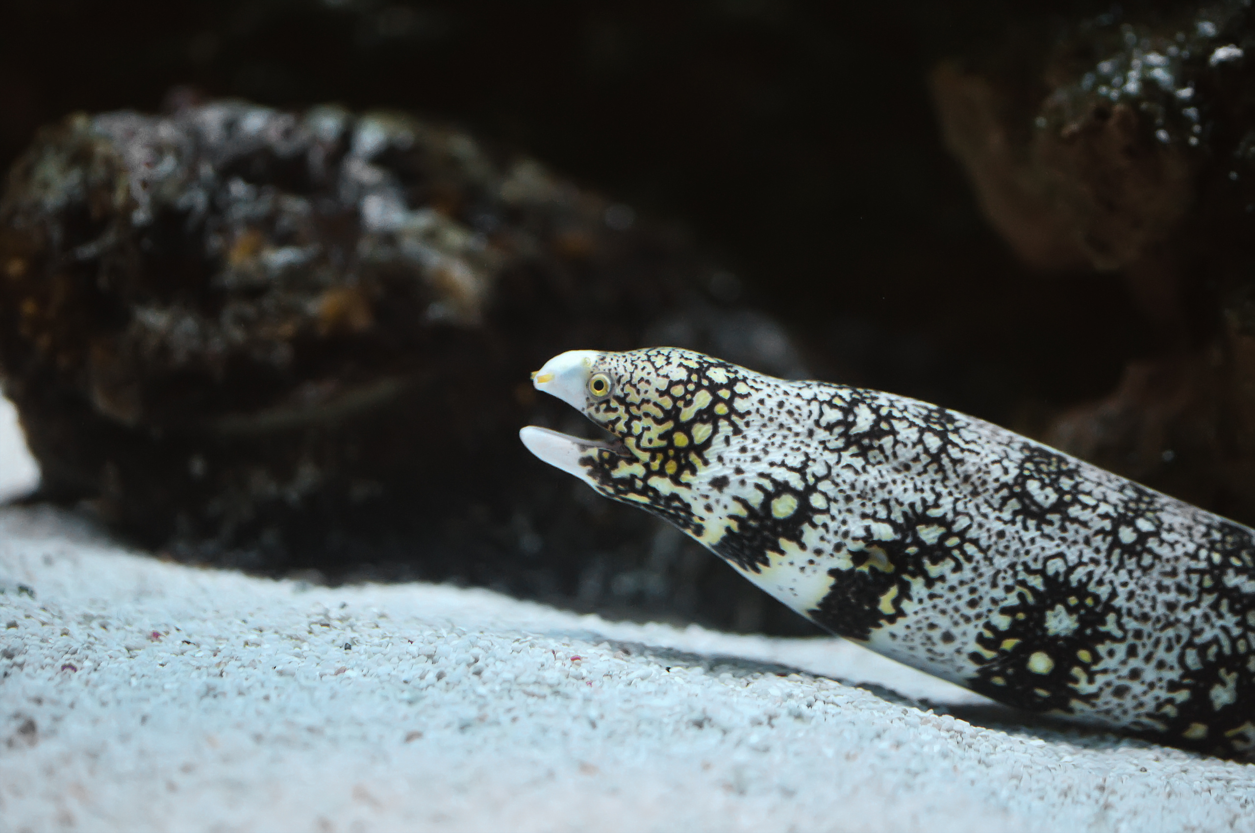 Beautiful snowflake moray eel rests along the sandy bottom of the ocean waiting for his next meal to come swimming by
