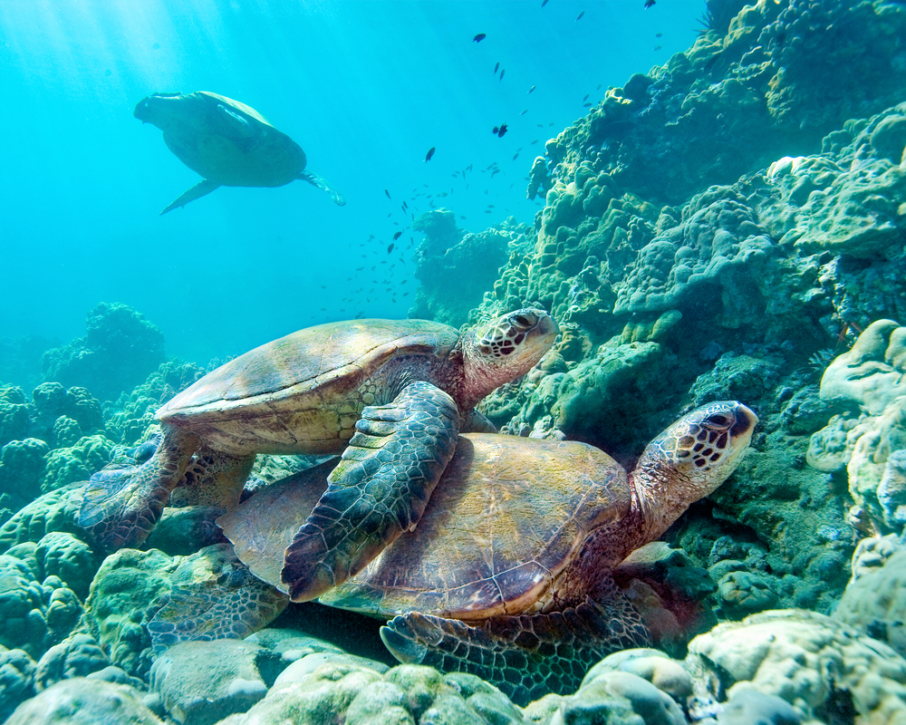 Underwater photographer captures a pair of turtles mating among the coral structures as the sunlight beams upon them