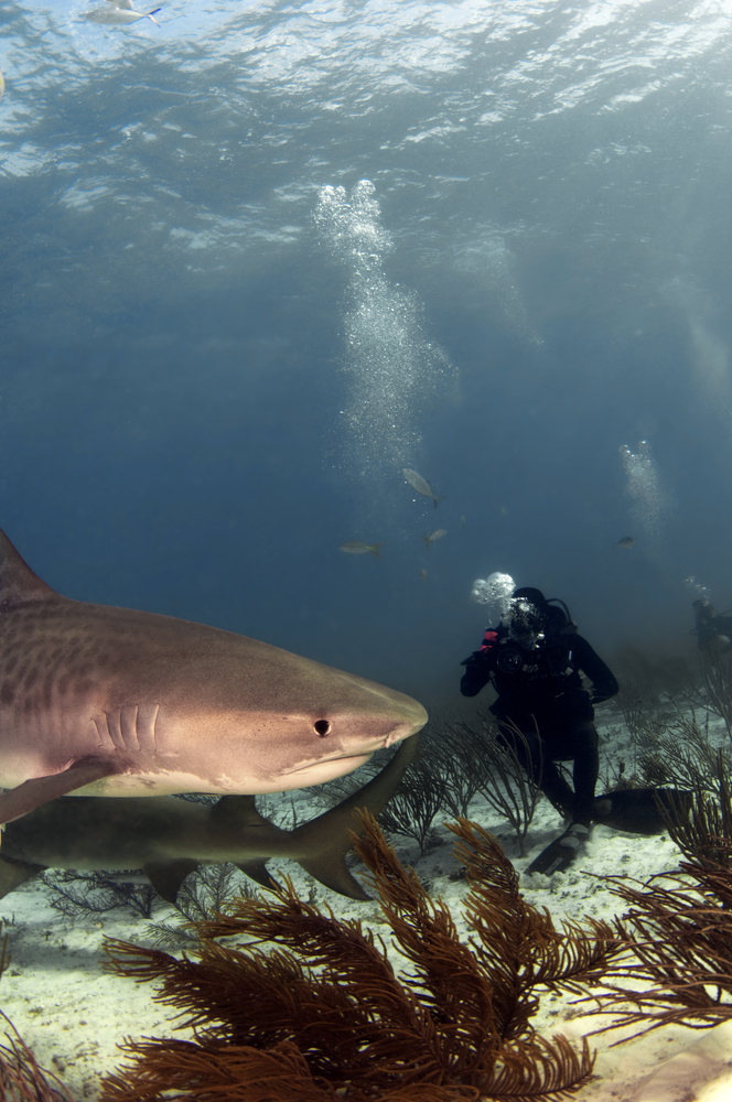 Scuba diver photographs shark on a tiger shark encounter in the Caribbean
