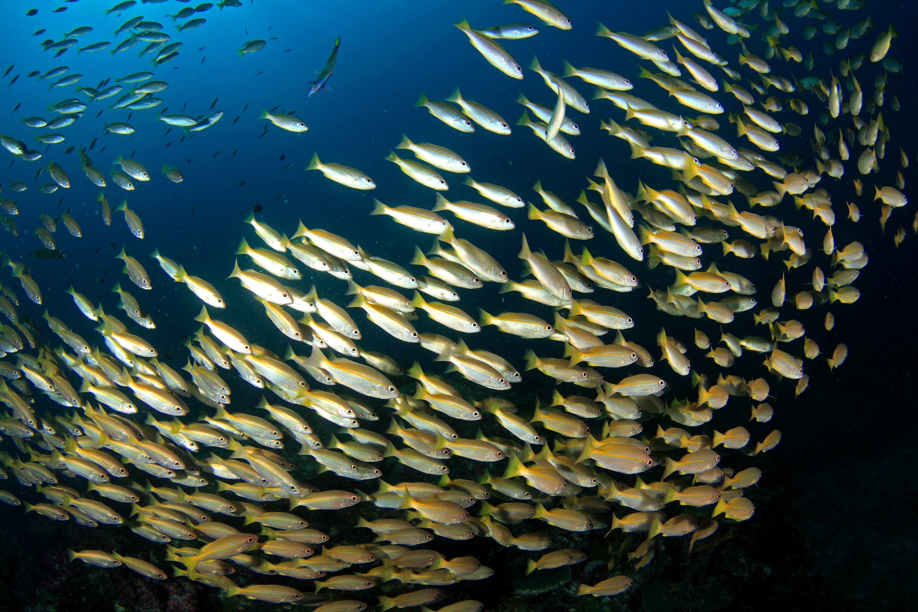 School of fish captured by underwater photographer with perfect lighting conditions