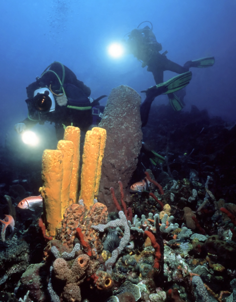 An underwater photographer with the help of his dive buddy shine their lights on sponges and corals while capturing a photo on a night dive