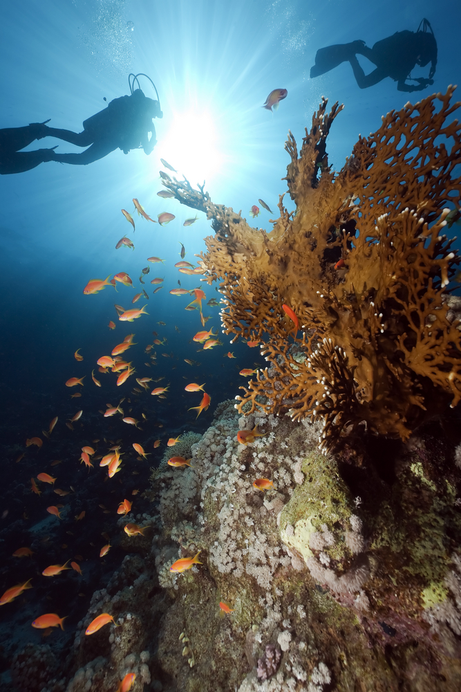 Underwater photographer captures photo of corals, reef fishes, two divers and a magnificent sunburst