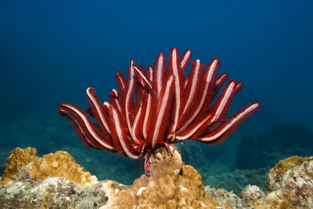 Vibrantly colored red and white feather star sways side to side in the warm ocean waters as diver&#039;s take underwater photos in the distance