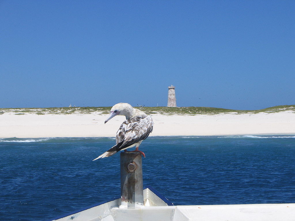 Panoramic view Baker Island coastline with day beacon in the background and a red-footed booby ready to pose for photographs in the foreground