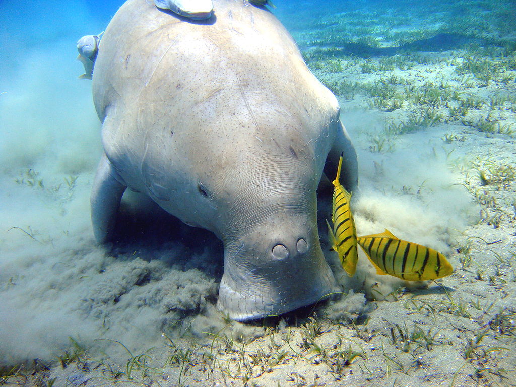 Dugong nibbles at seagrass in the waters of Bahrain as colorful reef fish stay close waiting for scraps